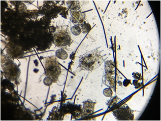 按此在新窗口瀏覽圖片